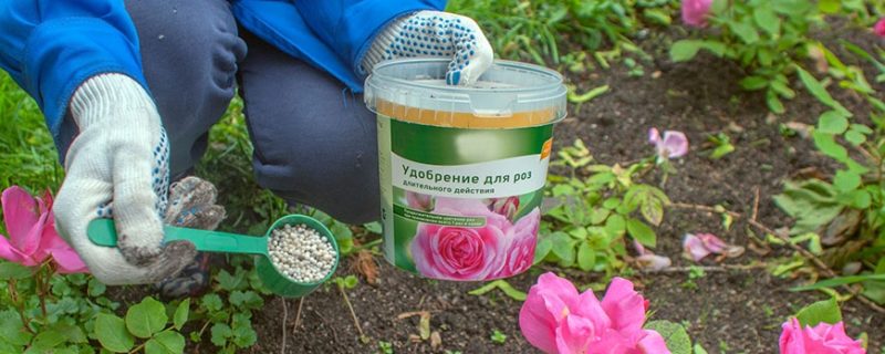 How and what to feed roses in July for lush flowering