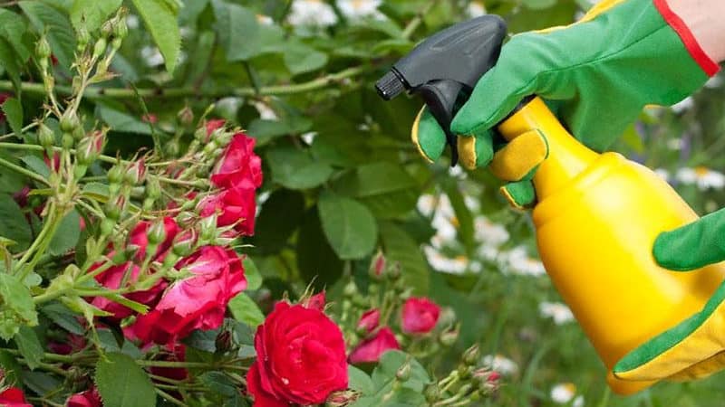 How and what to feed roses in July for lush flowering