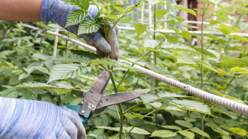 How to properly prune raspberries in the summer in July and why it is necessary