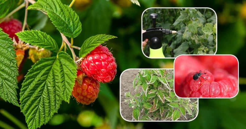 Instructions for treating raspberries in summer against diseases and pests