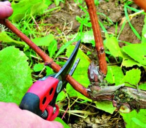 What care for grapes is required in June and how to carry it out correctly