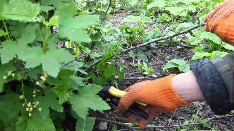 How to properly prune currants in summer and why it is necessary