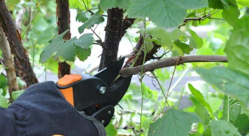 How to properly prune currants in summer and why it is necessary