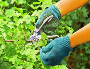 How to properly prune currants in summer and why it is necessary