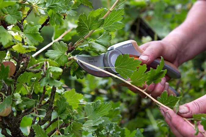 How to properly prune currants in summer and why it is necessary