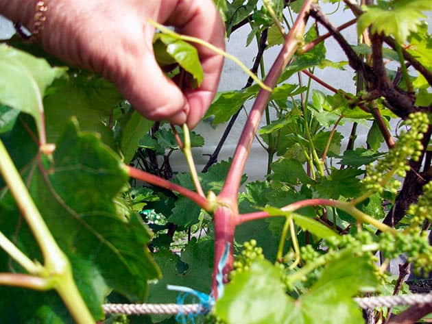 Is it possible to speed up the ripening of grapes in August and how to do it