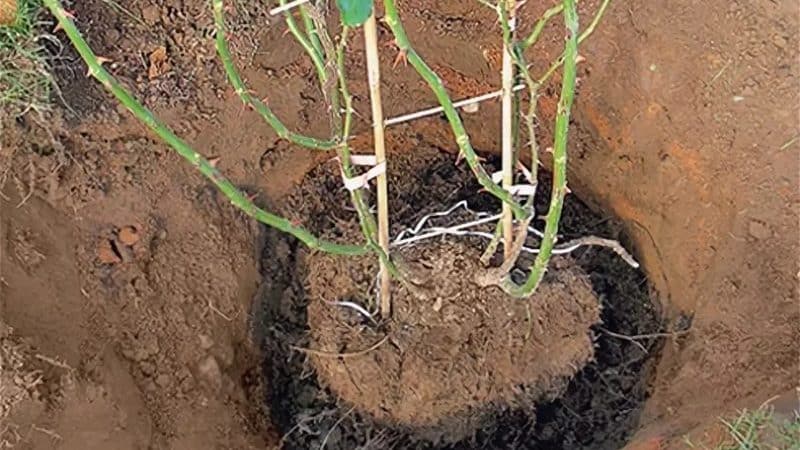 We find out whether it is possible to replant roses in August and learn how to do it correctly