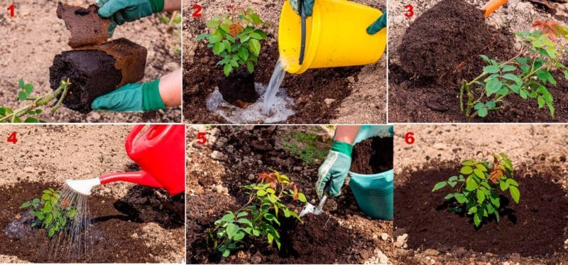 We find out whether it is possible to replant roses in August and learn how to do it correctly