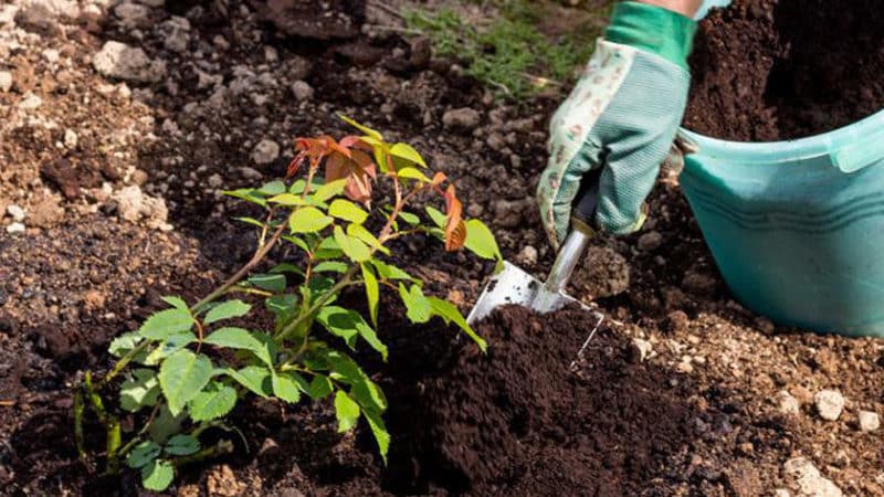 We find out whether it is possible to replant roses in August and learn how to do it correctly