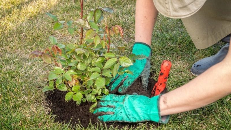 We find out whether it is possible to replant roses in August and learn how to do it correctly