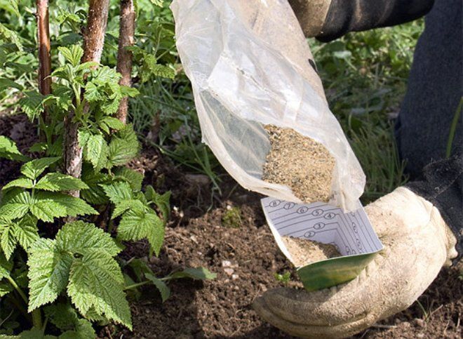 How to care for remontant raspberries in the fall