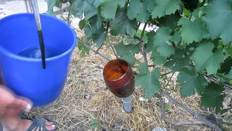 How and what to feed grapes in August: the best feedings and useful tips from winegrowers