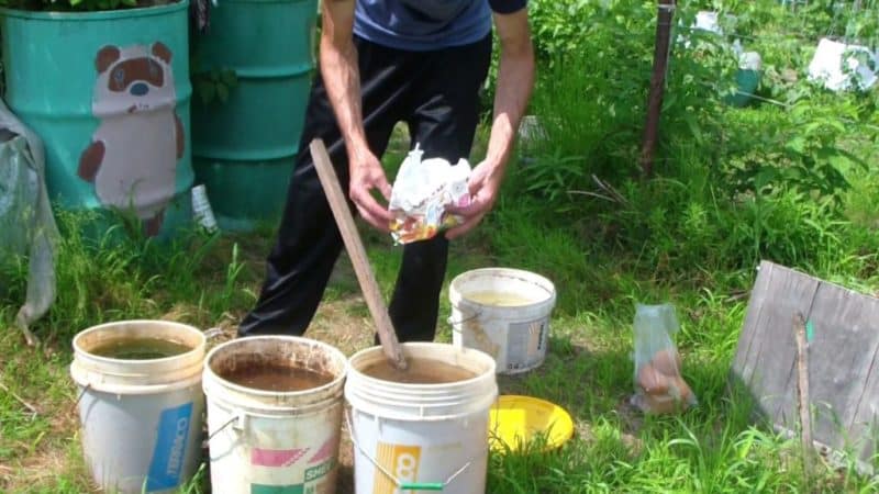 Necessary feeding of grapes in summer and rules for its application