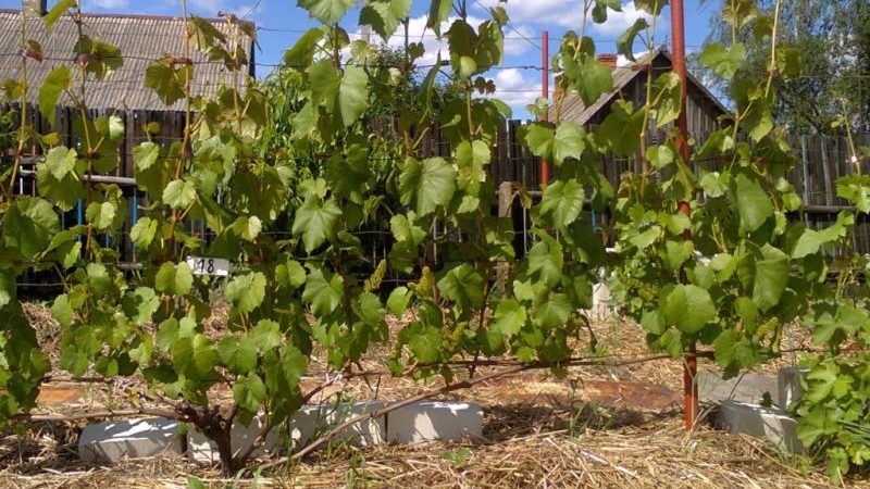 What care for grapes is required in June and how to carry it out correctly
