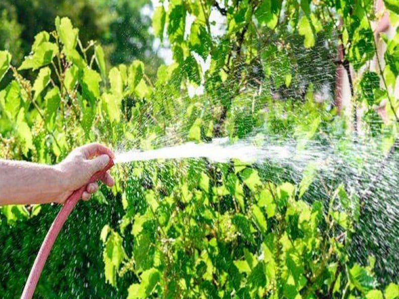 What care for grapes is required in June and how to carry it out correctly
