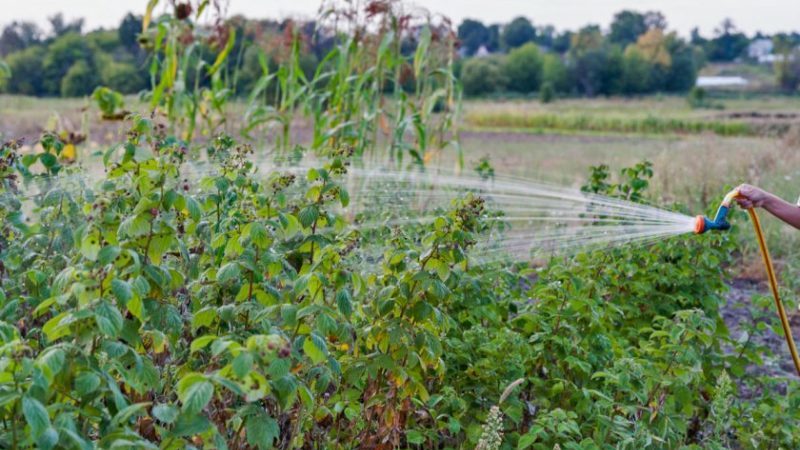 Guide to caring for raspberries after harvest in July