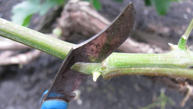 A step-by-step guide to pruning grapes in summer for beginning winegrowers