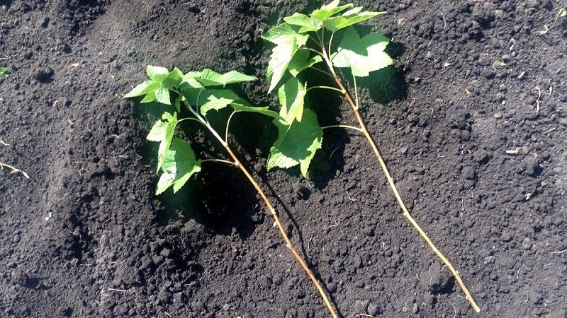 A step-by-step guide to propagating currants from cuttings in summer