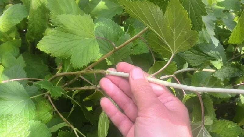 A step-by-step guide to propagating currants from cuttings in summer
