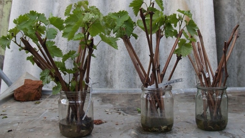 A step-by-step guide to propagating currants from cuttings in summer