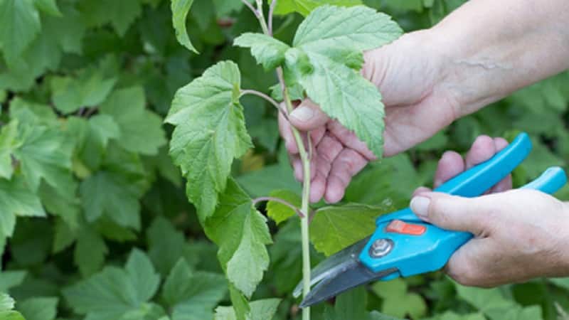 A step-by-step guide to propagating currants from cuttings in summer