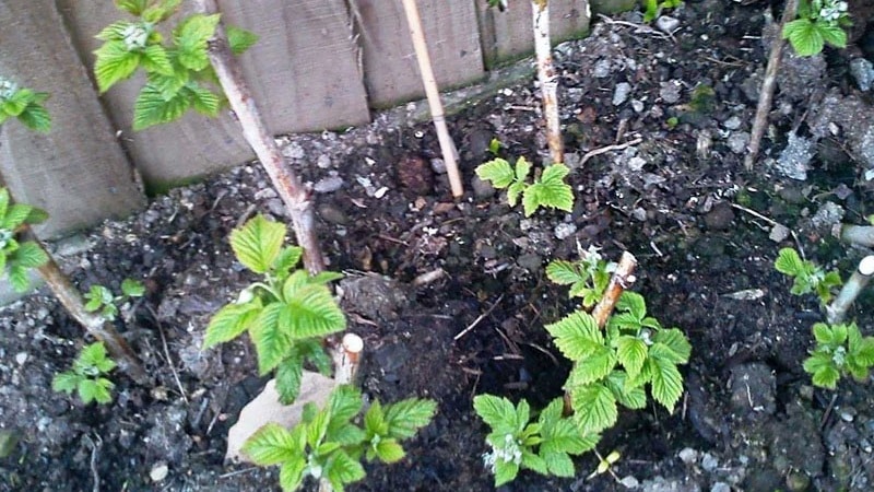 A step-by-step guide to propagating currants from cuttings in summer