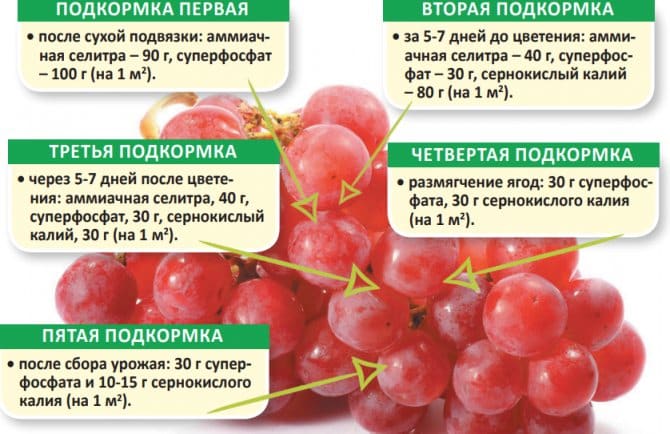 Is it possible to speed up the ripening of grapes in August and how to do it