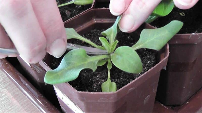 Growing and care of ampelous petunia: pinching for gorgeous lush flowering