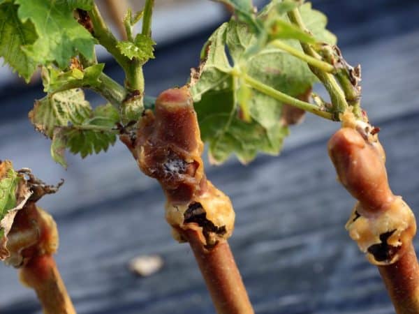 What care for grapes is required in June and how to carry it out correctly