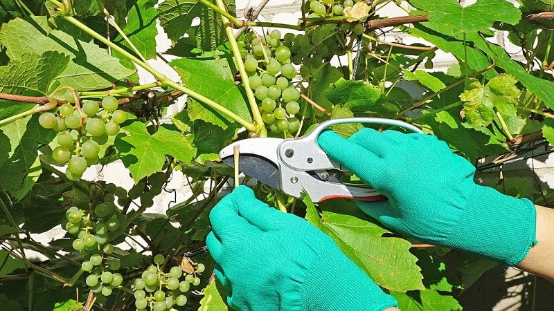 A guide to pruning grapes in August in the Moscow region for beginning winegrowers