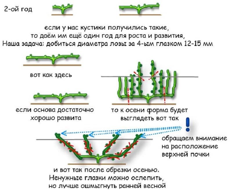 A guide to pruning grapes in August in the Moscow region for beginning winegrowers