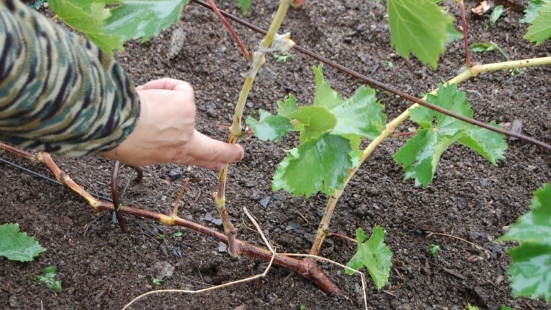 A guide to pruning grapes in August in the Moscow region for beginning winegrowers