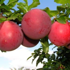 What is good about the cherry plum variety July Rose and why it is worth growing