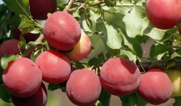 What is good about the cherry plum variety July Rose and why it is worth growing