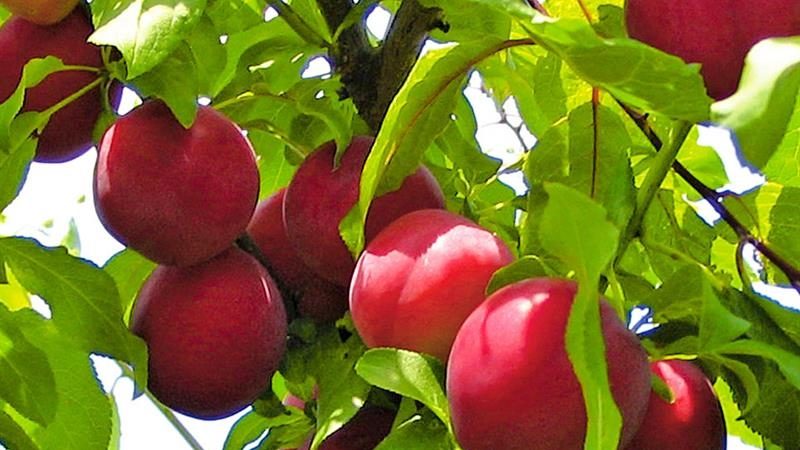 What is good about the cherry plum variety July Rose and why it is worth growing