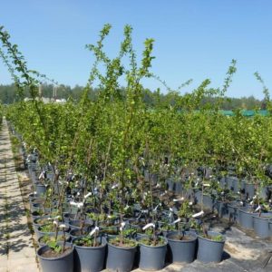 What is good about the cherry plum variety July Rose and why it is worth growing