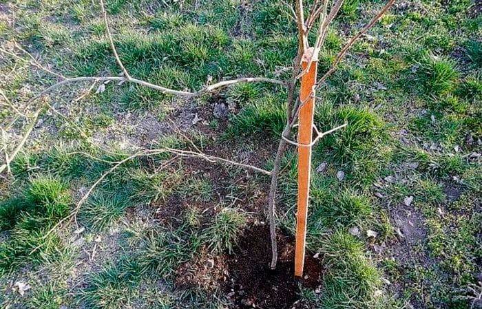 What is good about the cherry plum variety July Rose and why it is worth growing