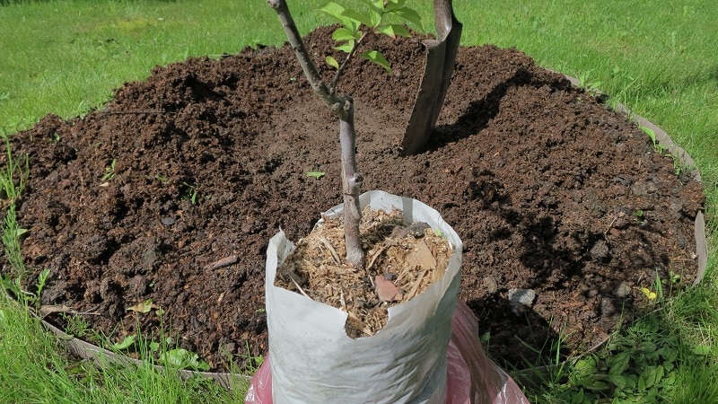 What is good about the cherry plum variety July Rose and why it is worth growing