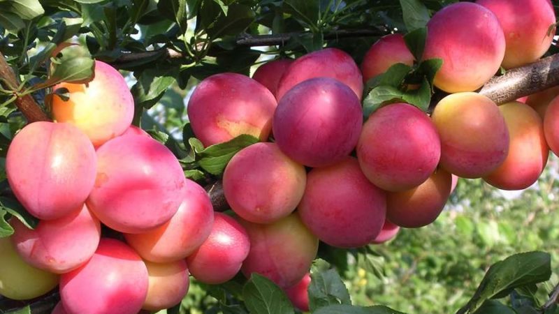 What is good about the cherry plum variety July Rose and why it is worth growing