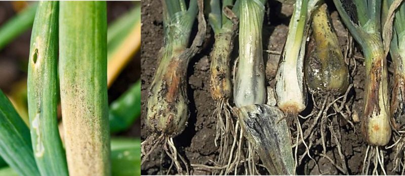What to do if onions rot in the garden and why this happens