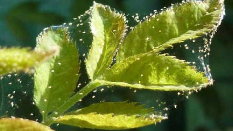 How and what to feed remontant raspberries in July