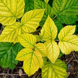 Raspberry leaves turn yellow in summer: what to do and why this happens