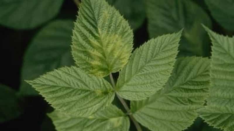 Raspberry leaves turn yellow in summer: what to do and why this happens