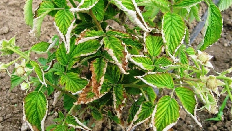 Raspberry leaves turn yellow in summer: what to do and why this happens