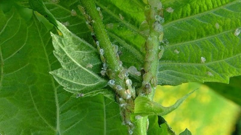 Raspberry leaves turn yellow in summer: what to do and why this happens