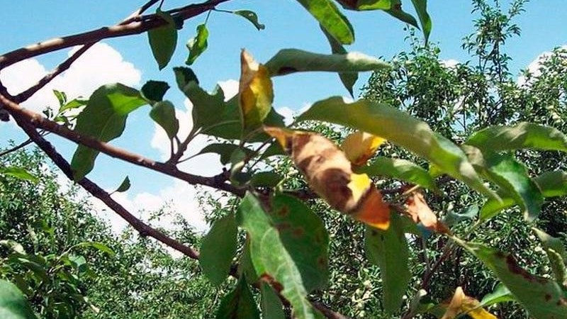 The leaves of the apple tree turn yellow in June: what to do and why this happens - a guide for gardeners