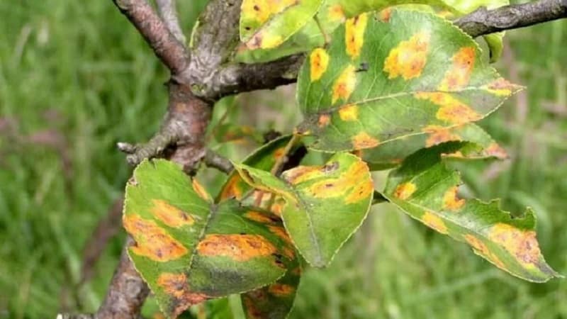 The leaves of the apple tree turn yellow in June: what to do and why this happens - a guide for gardeners