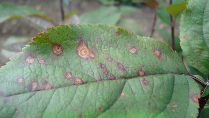 The leaves of the apple tree turn yellow in June: what to do and why this happens - a guide for gardeners