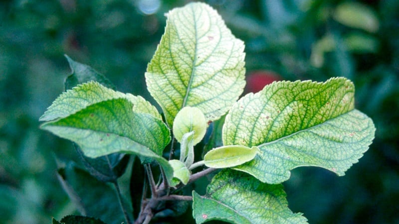 The leaves of the apple tree turn yellow in June: what to do and why this happens - a guide for gardeners