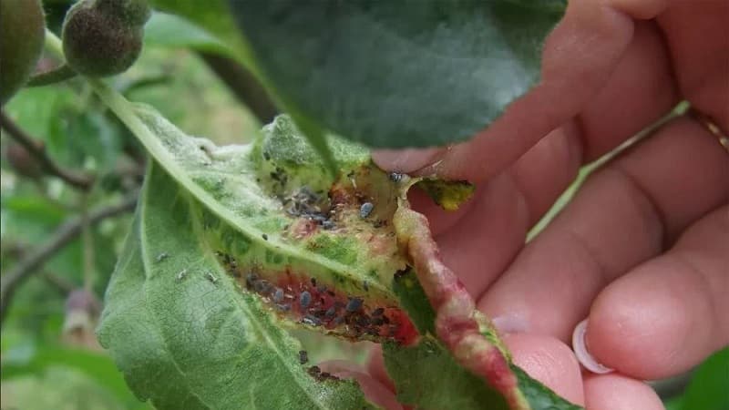 The leaves of the apple tree turn yellow in June: what to do and why this happens - a guide for gardeners